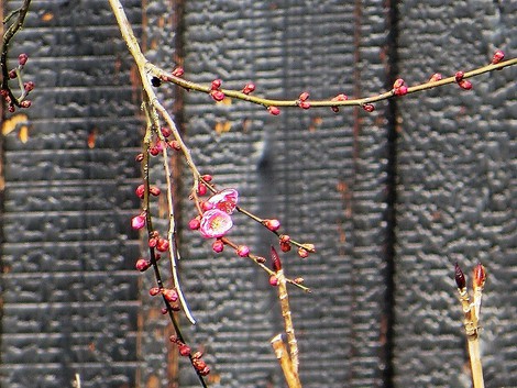 天候穏やかに・・日曜日