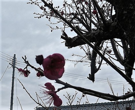 弥生月も始まって・・