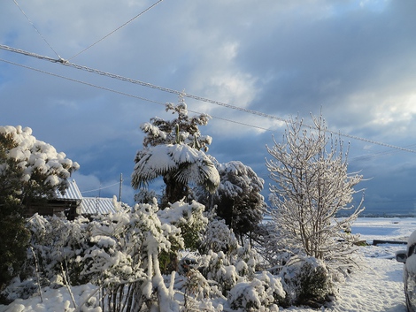 春の雪・・・寒い朝です