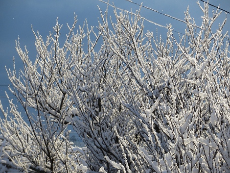 春の雪・・・寒い朝です
