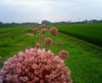 梅雨入り・・夏日入り・・・