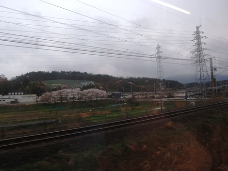 桜は青空で～～