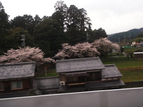 桜は青空で～～