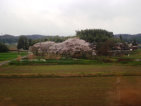桜は青空で～～