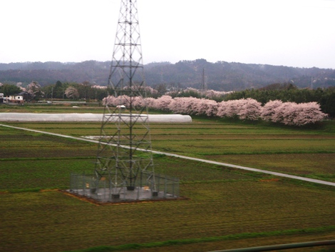 桜は青空で～～