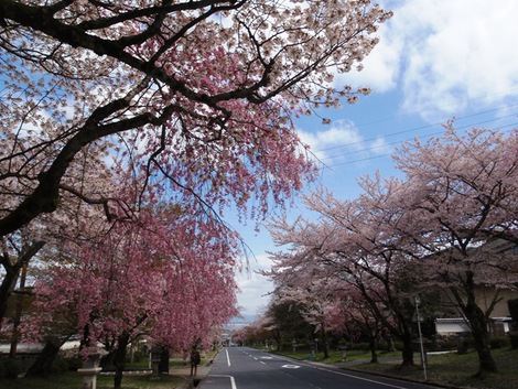 桜は青空で～～