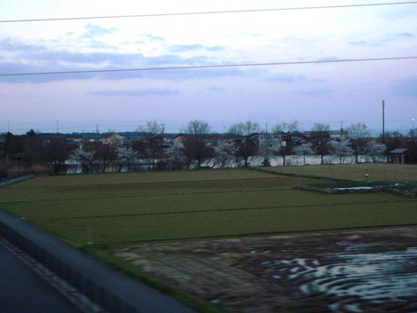 桜は青空で～～
