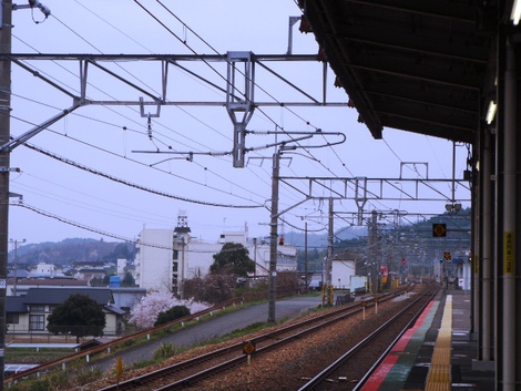 小雨に桜を愛でて・・