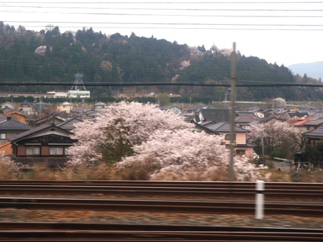 小雨に桜を愛でて・・