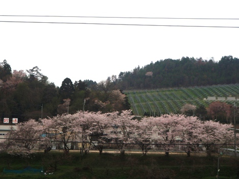 小雨に桜を愛でて・・