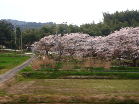 小雨に桜を愛でて・・