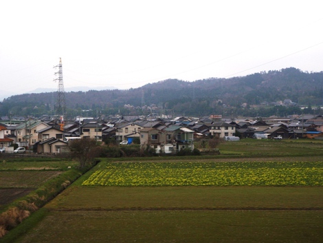小雨に桜を愛でて・・