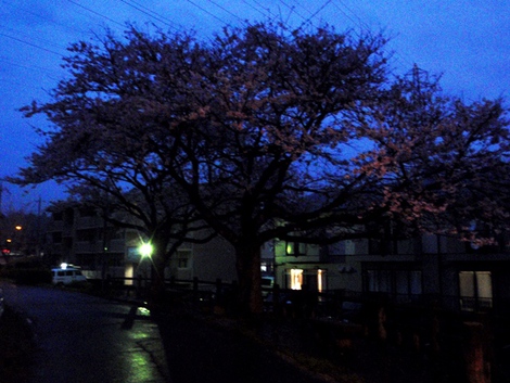 小雨に桜を愛でて・・