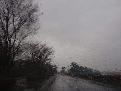 メタセコイヤ～高島市小雨の連続～草津市は・・
