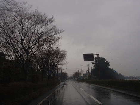 メタセコイヤ～高島市小雨の連続～草津市は・・