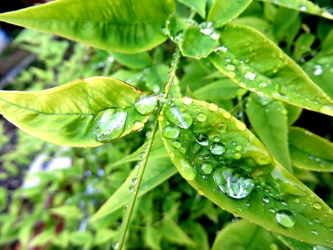 雨の祝日でした