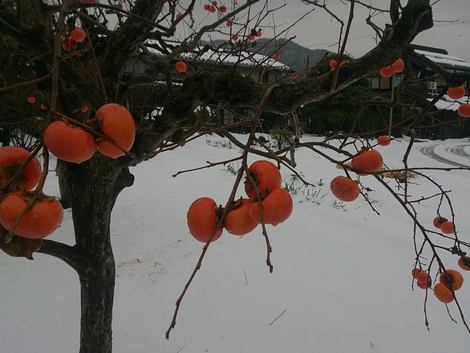 柿の木風景ばかりです・・