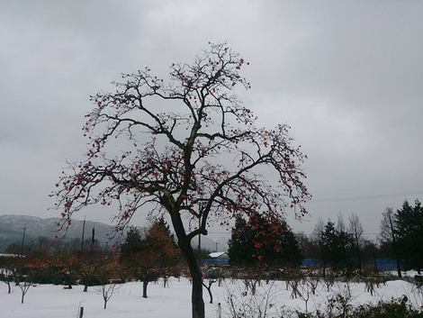 柿の木風景ばかりです・・