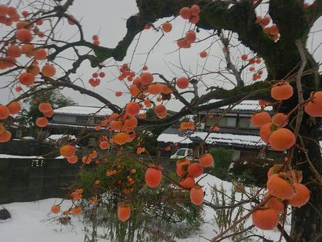 柿の木風景ばかりです・・
