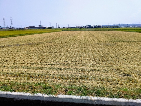 夜半に雷鳴から雨が・・