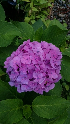 紫陽花～有り難く平穏に水曜日
