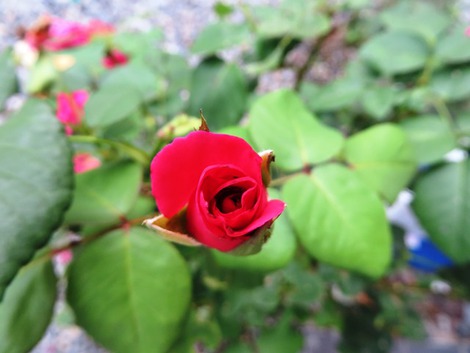 薔薇・・夏日