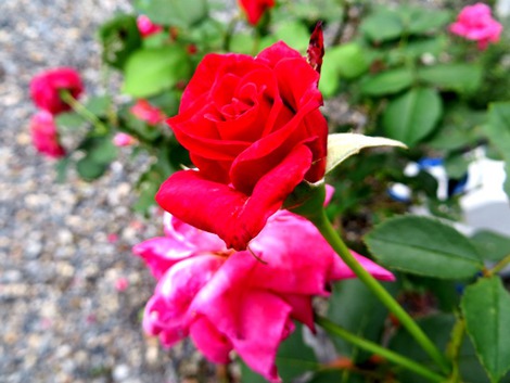 薔薇・・夏日