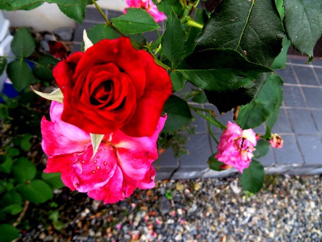 薔薇・・夏日