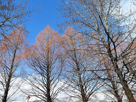 お昼の晴れ間の・・メタセコイヤと青い空～土曜日