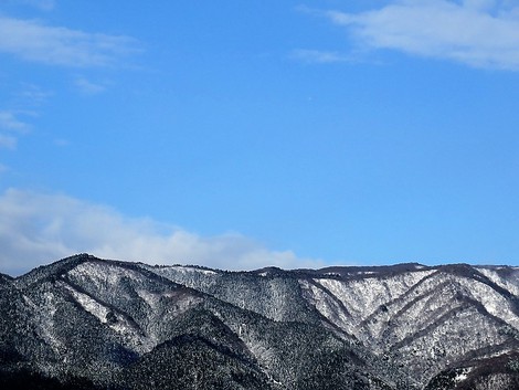 お昼の晴れ間の・・メタセコイヤと青い空～土曜日