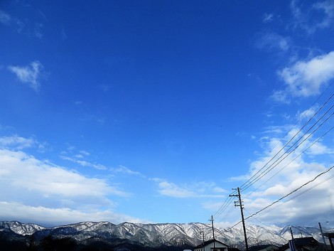 お昼の晴れ間の・・メタセコイヤと青い空～土曜日