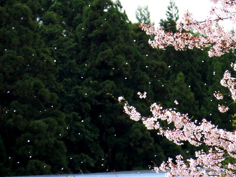 風花～～琵琶湖岸にノウルシ