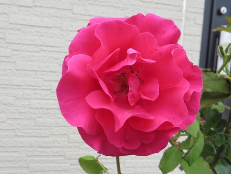 バラもあり~黄菖蒲も・・