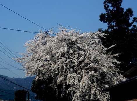 風もなく青空で桜が絶好の見ごろで・・