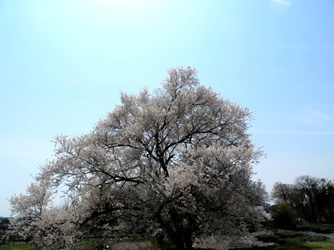 風もなく青空で桜が絶好の見ごろで・・