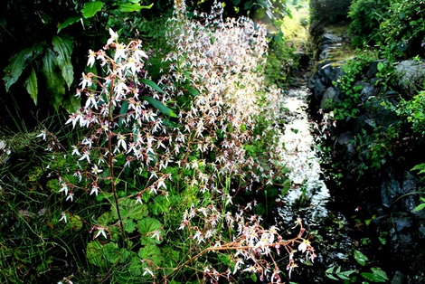 ほぼ・・草刈り機と一緒の日曜日