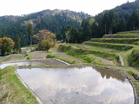 高島市畑地区の・・田んぼ