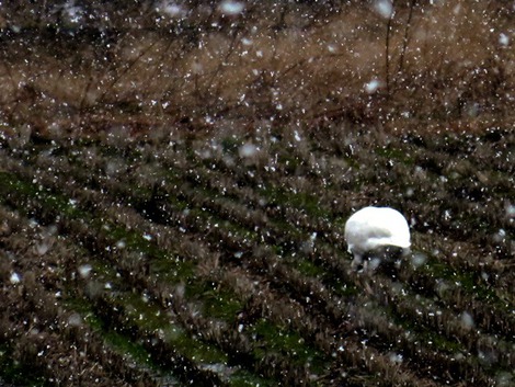 高島市　［発表］大雪，着雪注意報～山地で30センチの予想雪