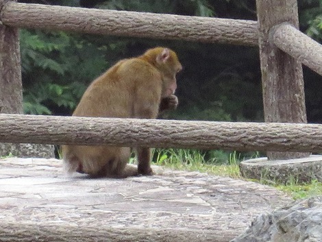 稲華も見えだして・・お猿さんも悩んでいるような・・