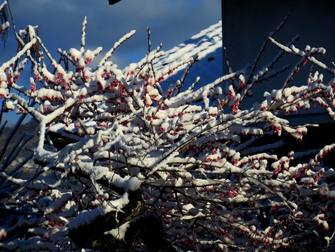 晴れて、朝雪は消えました