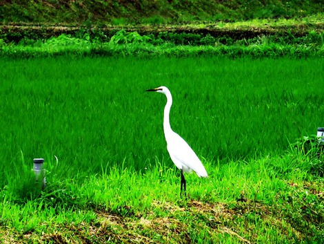 ユリの花と・・琵琶湖と田んぼにサギ～湖西線車窓は緑