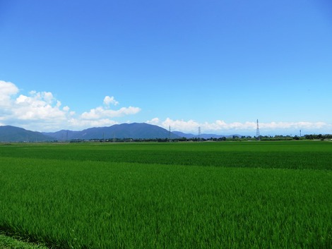 お昼から夏模様でした