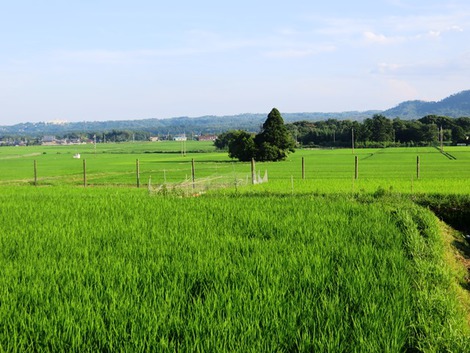 お昼から夏模様でした