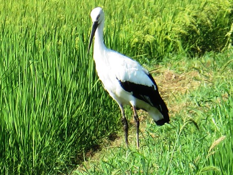 コウノトリも見えた風景・・暑かった金曜日