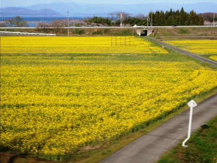 青空の下に・・・桜、山雪、入学式、湖西線車窓