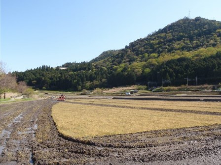夕景も快晴・・田んぼ、乙女が池・・鯉のぼり