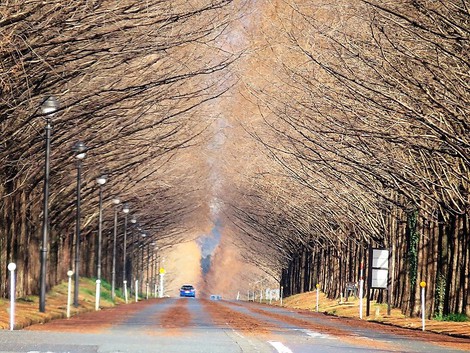 冠雪を伊吹山に見えて～～今日もメタセコイヤ並木風景が・・