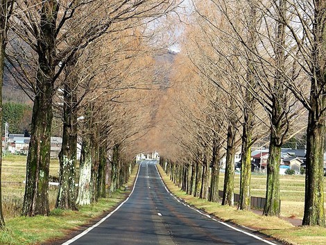 冠雪を伊吹山に見えて～～今日もメタセコイヤ並木風景が・・