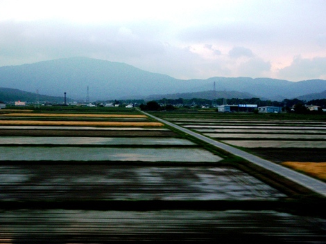 麦秋に野洲のｵｯｻﾝ～～jr湖西線から夕景