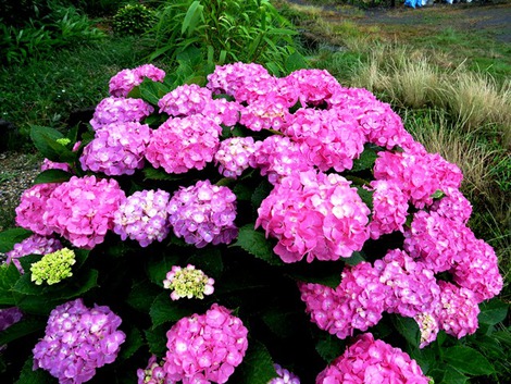 小雨で紫陽花